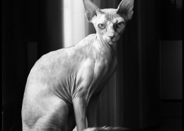 Photographe Animalier Toulouse VNM Pics Sphynx