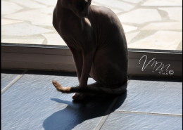 Photographe Animalier Toulouse VNM Pics Sphynx