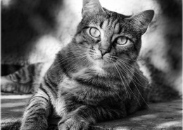 Photographe Animalier Toulouse VNM Pics Chat