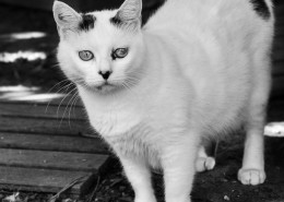 Photographe Animalier Toulouse VNM Pics Chat