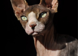 Photographe Animalier Toulouse VNM Pics Sphynx