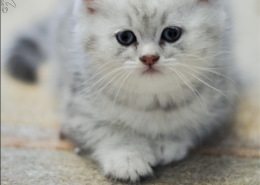 Photographe Animalier Toulouse VNM Pics British Shorthair