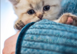 Photographe Animalier Toulouse VNM Pics British Shorthair