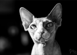 Photographe Animalier Toulouse VNM Pics Sphynx