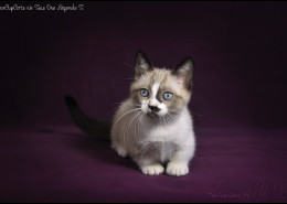 Photographe Animalier Toulouse VNM Pics Munchkin Cat