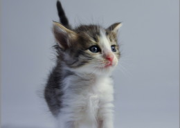 Photographe Animalier Toulouse VNM Pics Norvégien