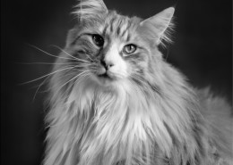 Photographe Animalier Toulouse VNM Pics Norvégien