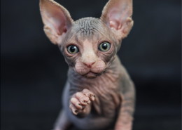 Photographe Animalier Toulouse VNM Pics Chaton Sphynx