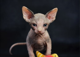 Photographe Animalier Toulouse VNM Pics Chaton Sphynx