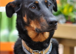 Photographe Animalier Toulouse VNM Pics Beauceron