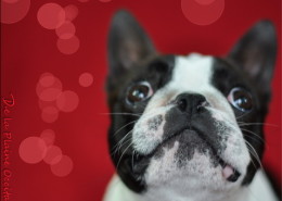 Photographe Animalier Toulouse VNM Pics Boston Terrier