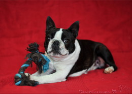 Photographe Animalier Toulouse VNM Pics Boston Terrier