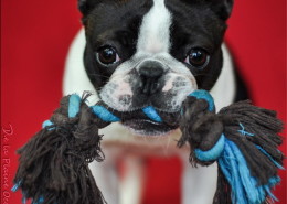 Photographe Animalier Toulouse VNM Pics Boston Terrier