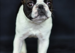 Photographe Animalier Toulouse VNM Pics Boston Terrier