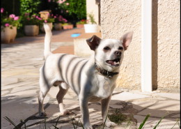 Photographe Animalier Toulouse VNM Pics croisé Chihuahua