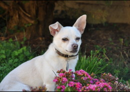 Photographe Animalier Toulouse VNM Pics croisé Chihuahua