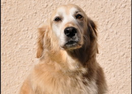 Photographe Animalier Toulouse VNM Pics Golden Retriever