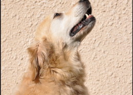 Photographe Animalier Toulouse VNM Pics Golden Retriever