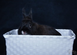 Photographe Animalier Toulouse VNM Pics Lapin nain