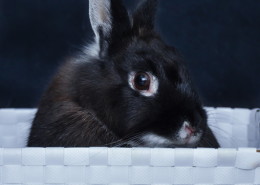 Photographe Animalier Toulouse VNM Pics Lapin nain