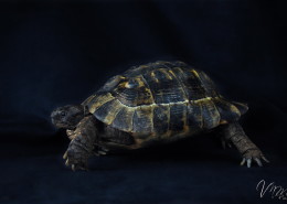 Photographe Animalier Toulouse VNM Pics Tortue