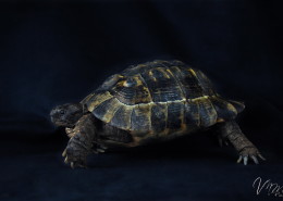 Photographe Animalier Toulouse VNM Pics Tortue