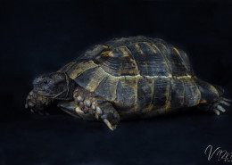 Photographe Animalier Toulouse VNM Pics Tortue