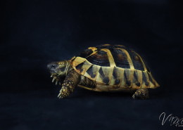 Photographe Animalier Toulouse VNM Pics Tortue