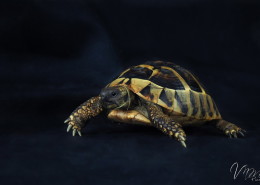 Photographe Animalier Toulouse VNM Pics Tortue