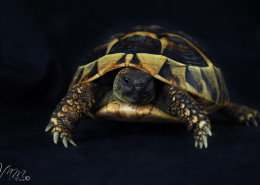 Photographe Animalier Toulouse VNM Pics Tortue