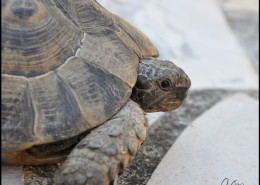 Photographe Animalier Toulouse VNM Pics Tortue