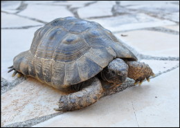 Photographe Animalier Toulouse VNM Pics Tortue