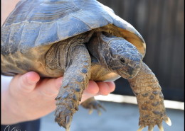 Photographe Animalier Toulouse VNM Pics Tortue