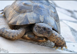 Photographe Animalier Toulouse VNM Pics Tortue