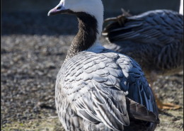 Photographe Animalier Toulouse VNM Pics Oie