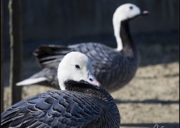 Photographe Animalier Toulouse VNM Pics Oies