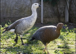 Photographe Animalier Toulouse VNM Pics Couple d'oies