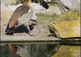 Photographe Animalier Toulouse VNM Pics Canard