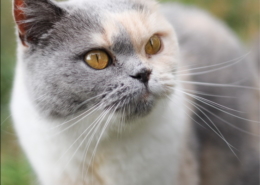 Photographe Animalier Toulouse VNM Pics British shorthair