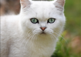 Photographe Animalier Toulouse VNM Pics British shorthair