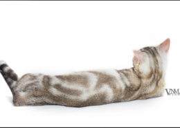 Photographe Animalier Toulouse VNM Pics Munchkin Cat