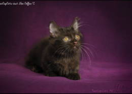 Photographe Animalier Toulouse VNM Pics Munchkin Cat