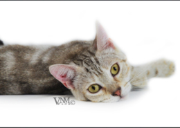 Photographe Animalier Toulouse VNM Pics Munchkin Cat