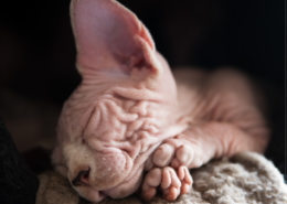 Photographe Animalier Toulouse VNM Pics Chaton Sphynx