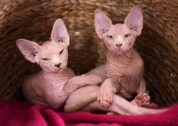 Photographe Animalier Toulouse VNM Pics Chaton Sphynx