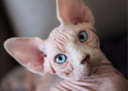 Photographe Animalier Toulouse VNM Pics Chaton Sphynx