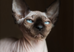 Photographe Animalier Toulouse VNM Pics Chaton Sphynx