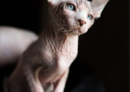 Photographe Animalier Toulouse VNM Pics Chaton Sphynx