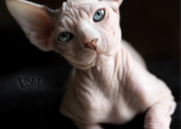 Photographe Animalier Toulouse VNM Pics Chaton Sphynx