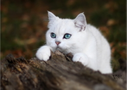 Photographe Animalier Toulouse VNM Pics British shorthair